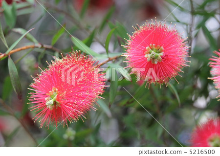 Brush tree 5216500