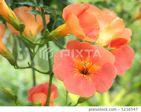 Nausuzakura(橙色) Nausuzakura(橙色) 5216547