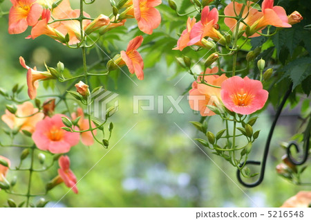 Nausuzakura (Orange) Nausuzakura (Orange) 5216548