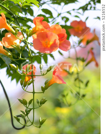 Nausuzakura (Orange) 5216552