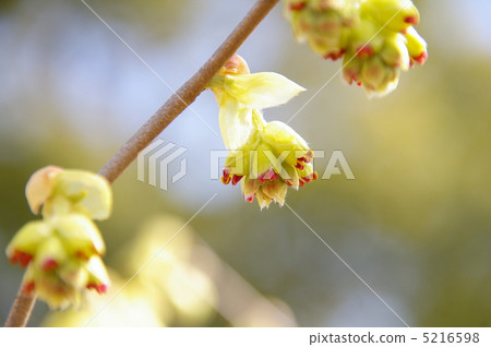 Toshi sickle Toshi sickle 5216598