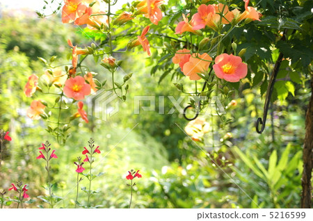 Nausuzakura (Orange) 5216599