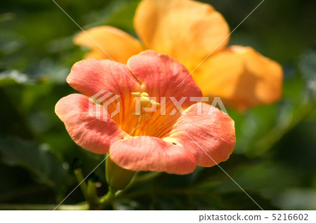 Nausuzakura (Orange) 5216602