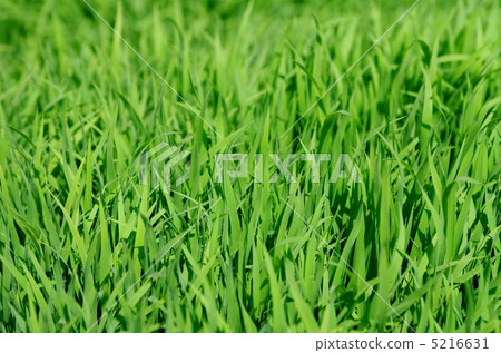 Rice seedlings 5216631