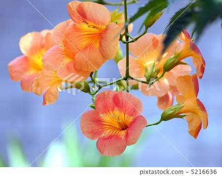 Nausuzakura (Orange) Nausuzakura (Orange) 5216636