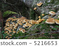 蘑菇組 蘑菇組 5216653