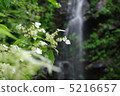 瀑布和山繡球花 瀑布和山繡球花 5216657