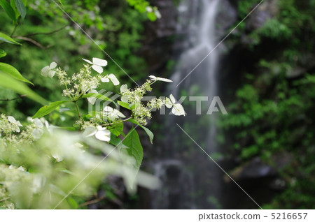 Waterfall and mountain hydrangeas 5216657