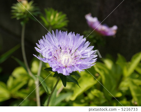Stokesia（紫色） 5216733