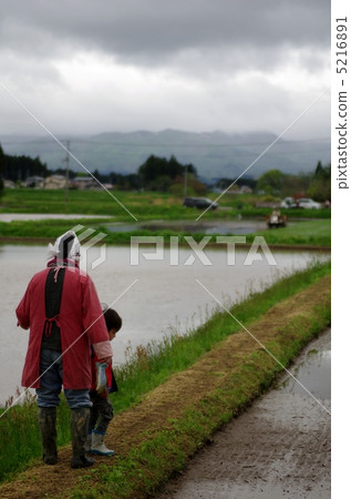 Rice planting landscape 5216891