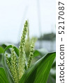 Ears of corn 5217087