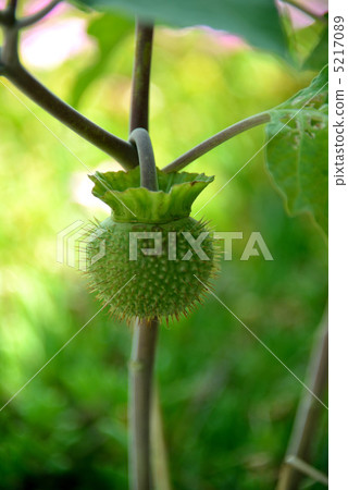 Angel trumpet 5217089