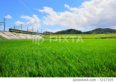 Railway Keihan Train 2600 Series Yahata City Summer Sky Blue Rice Rice field 5217105