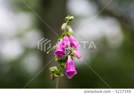 Digitalis Digitalis 5217149