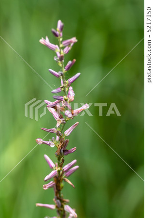 知母asphodeloides 5217150