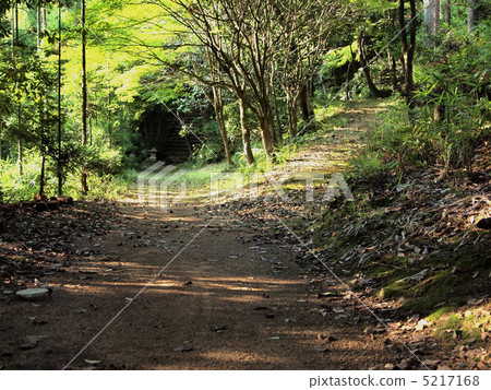 A parting road 5217168