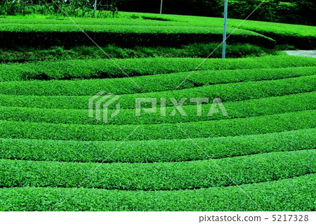茶園 茶園 5217328