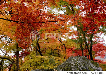 Autumn leaves of Baekjeon 5217386