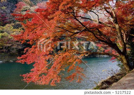 Autumn leaves of Arashiyama 5217522