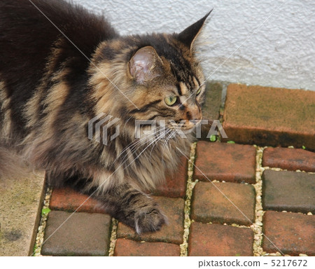 Aim cat Aim cat 5217672