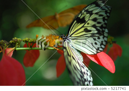Butterfly 5217741