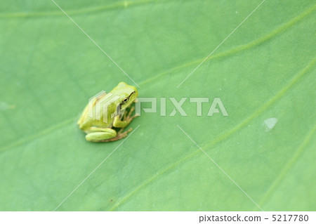 Tree frog 5217780