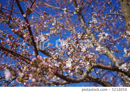 Blooming cherry blossoms 5218050