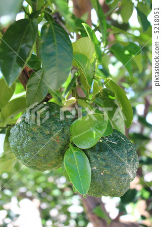 Immature demon Yuzu 5218051