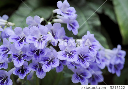 鏈黴菌車路徑 鏈黴菌車路徑 5218122