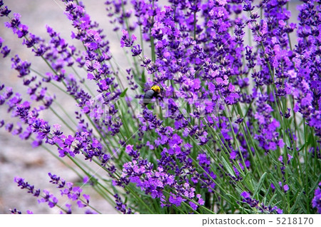 Lavender and bees Lavender flowers and bees 5218170