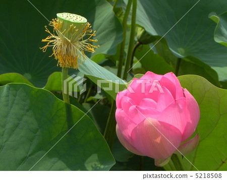 Ancient lotus Ancient lotus 5218508