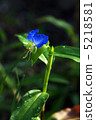Axilla 5218581