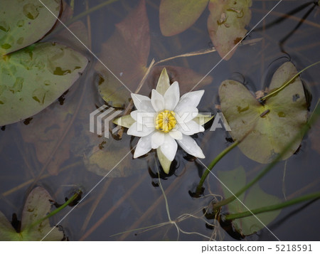 百合 百合 5218591