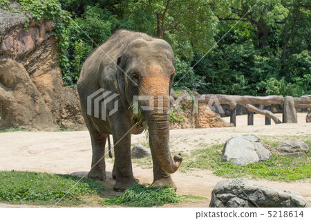 亞洲大象 5218614