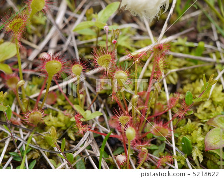 威爾士洋蔥 5218622