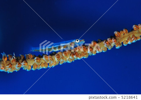 Glass haze Glass haze 5218641