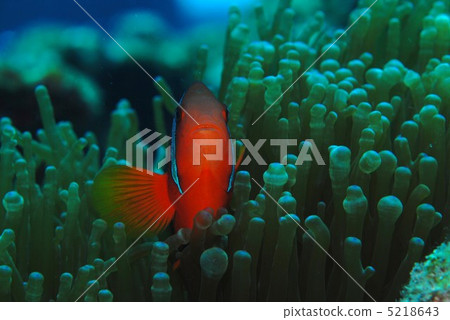 Anemone fish 5218643