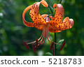 Flower of Onigari 5218783