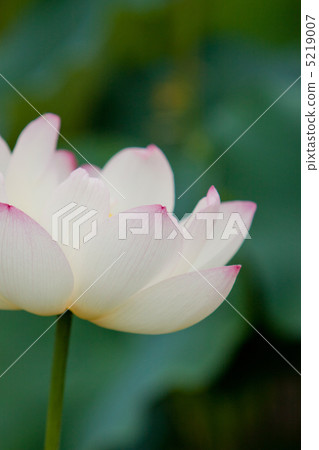 Kikoji的花蓮3 5219007