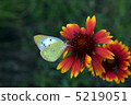 Butterflies smoking flower honey 5219051