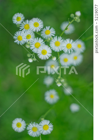 公主的女孩 公主的女孩 5219077