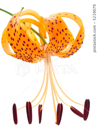 Flower of Onigari 5219079
