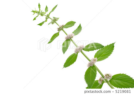 Cool mint flowers and leaves 5219081