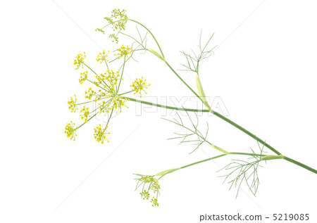 Flower of fennel 5219085