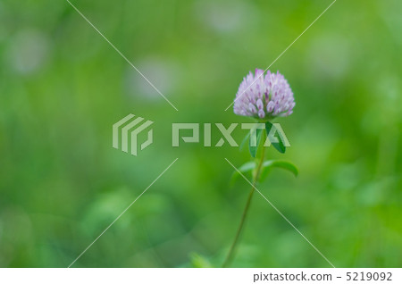 Murasaki claws 5219092