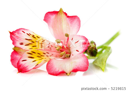 Alstroemeria isolated 5219815