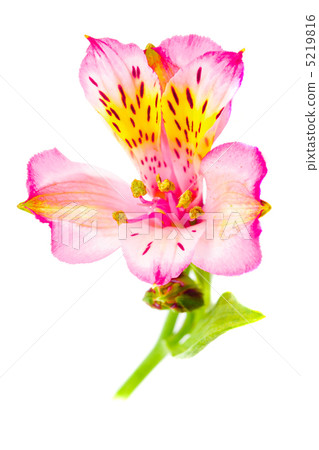 Alstroemeria isolated 5219816