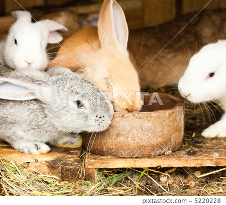 Rabbits' hutch 5220228