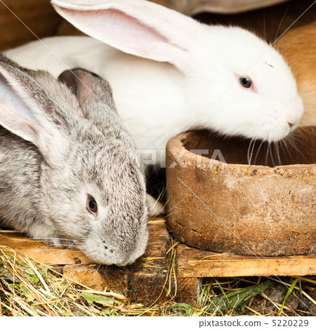 Rabbits' hutch 5220229