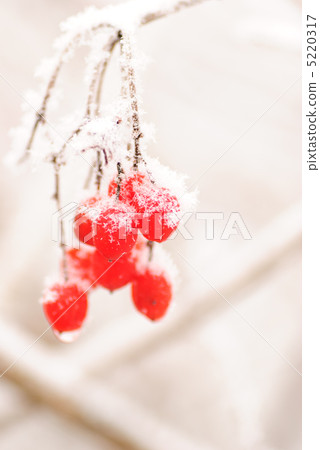 Red rawanberry in winter 5220317